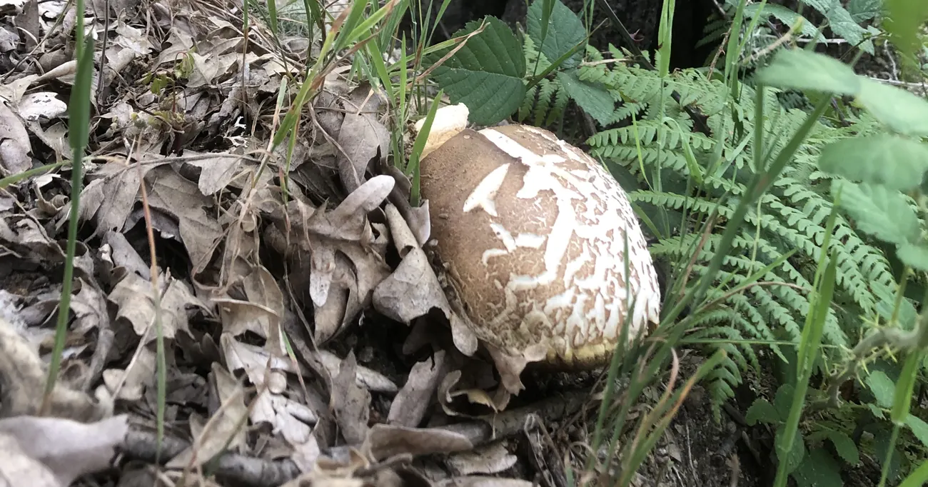 Muitos dos melhores cogumelos do mundo nascem na Estrela