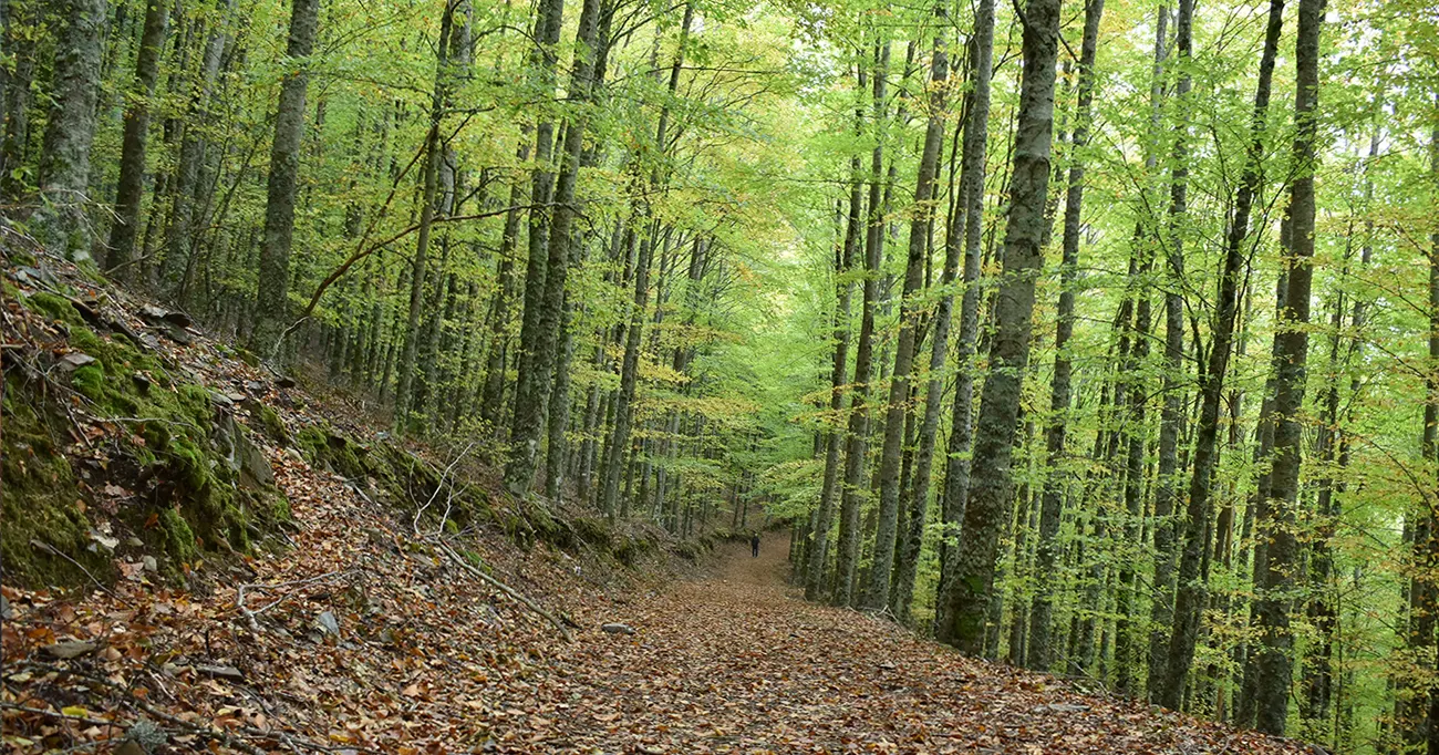 Viagem: Querem Mais Evidências?